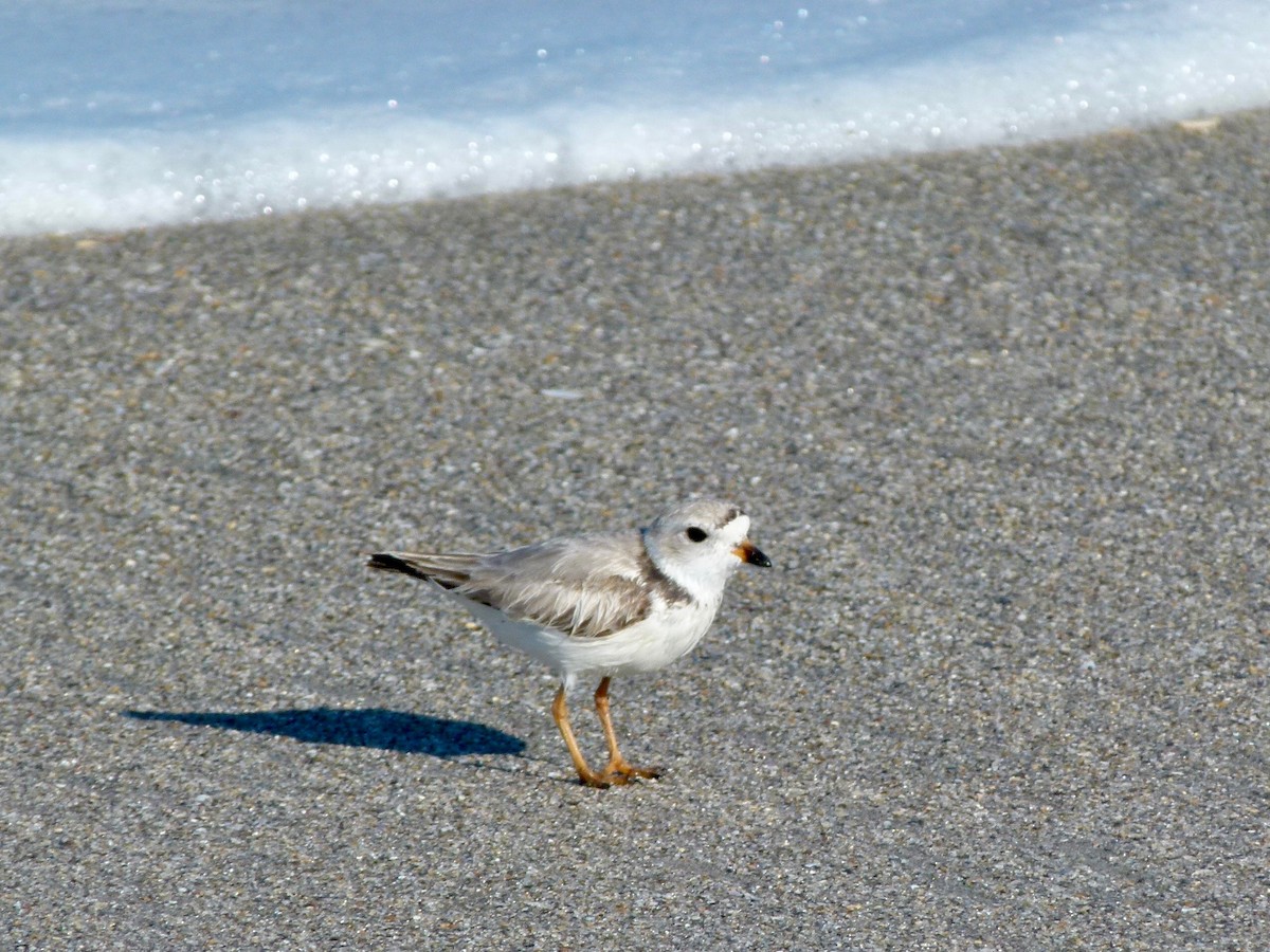 Piping Plover - ML51906031