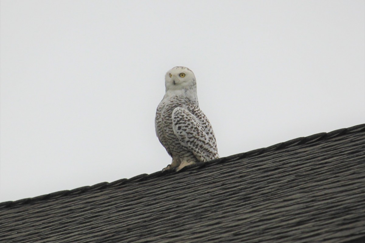Snowy Owl - ML519062871