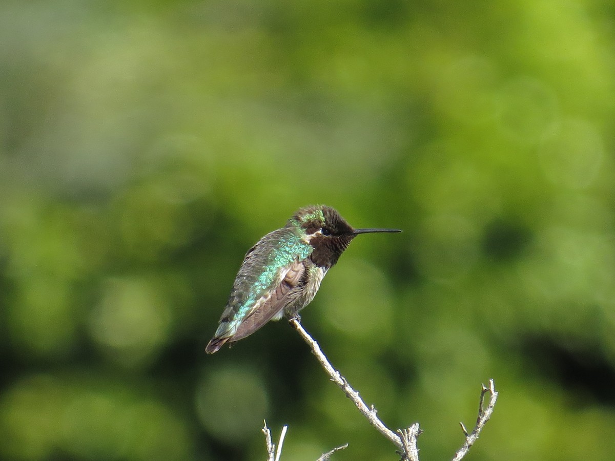 Anna's Hummingbird - ML51906341