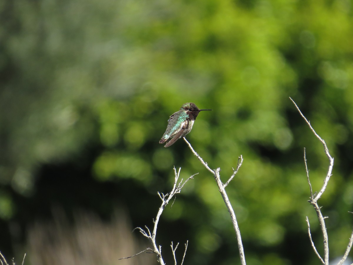 Anna's Hummingbird - ML51906351