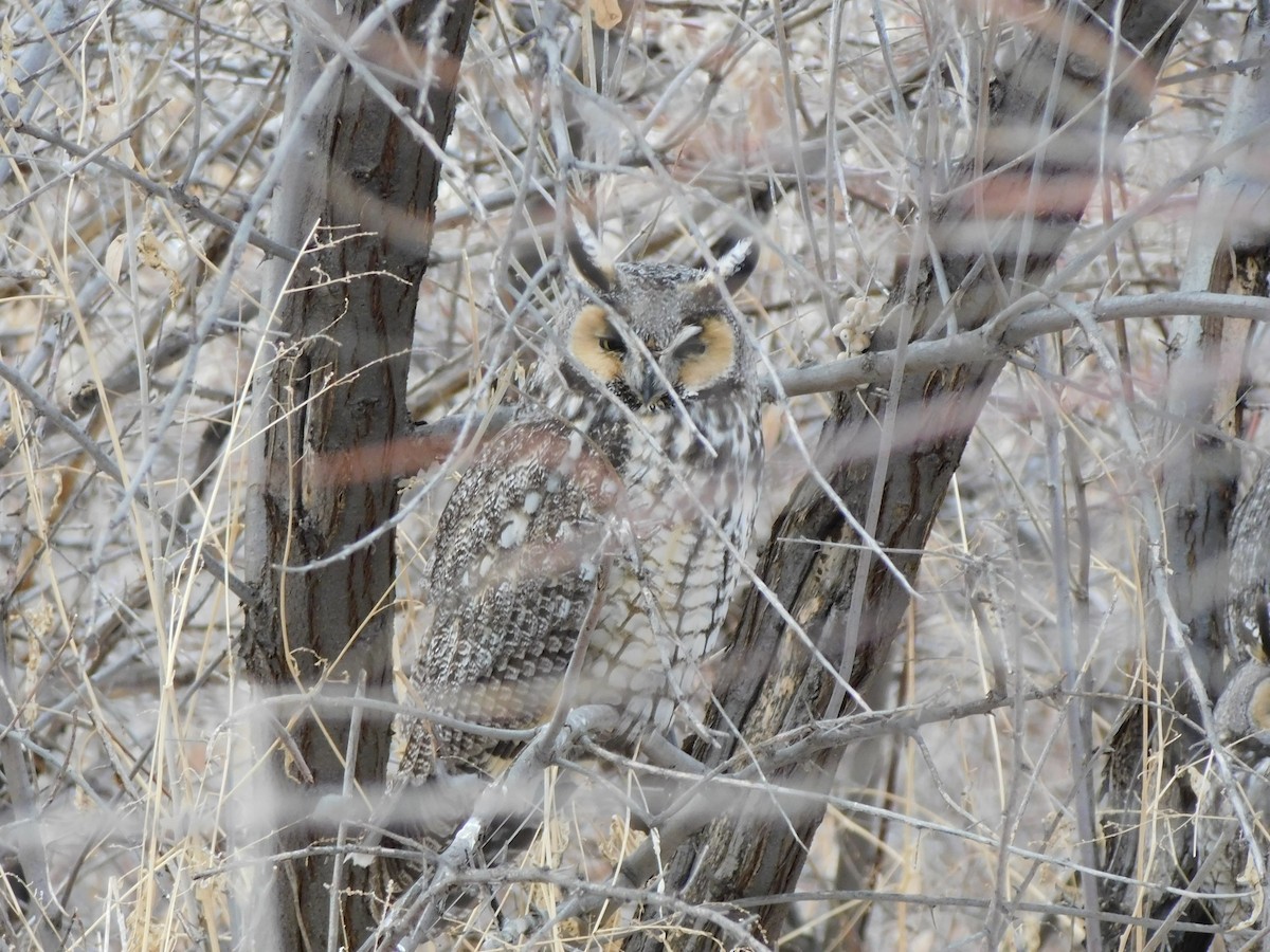 Long-eared Owl - ML519073931