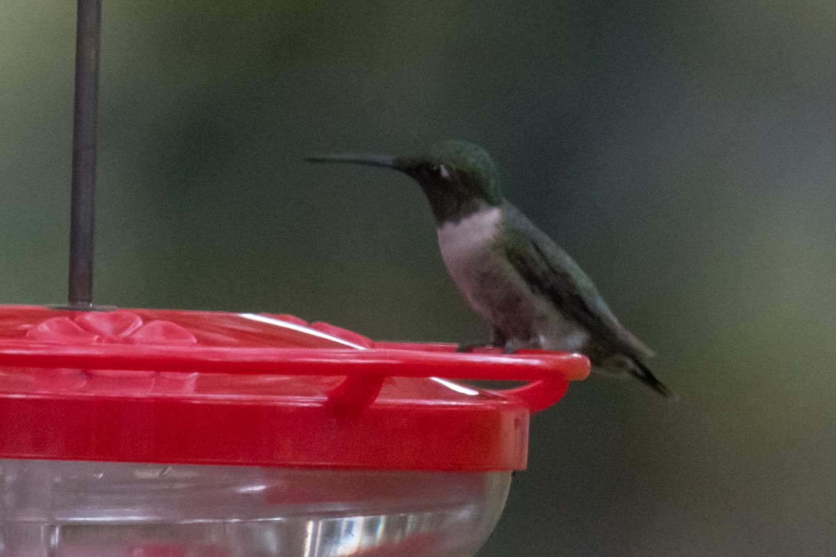 Ruby-throated Hummingbird - ML519074281