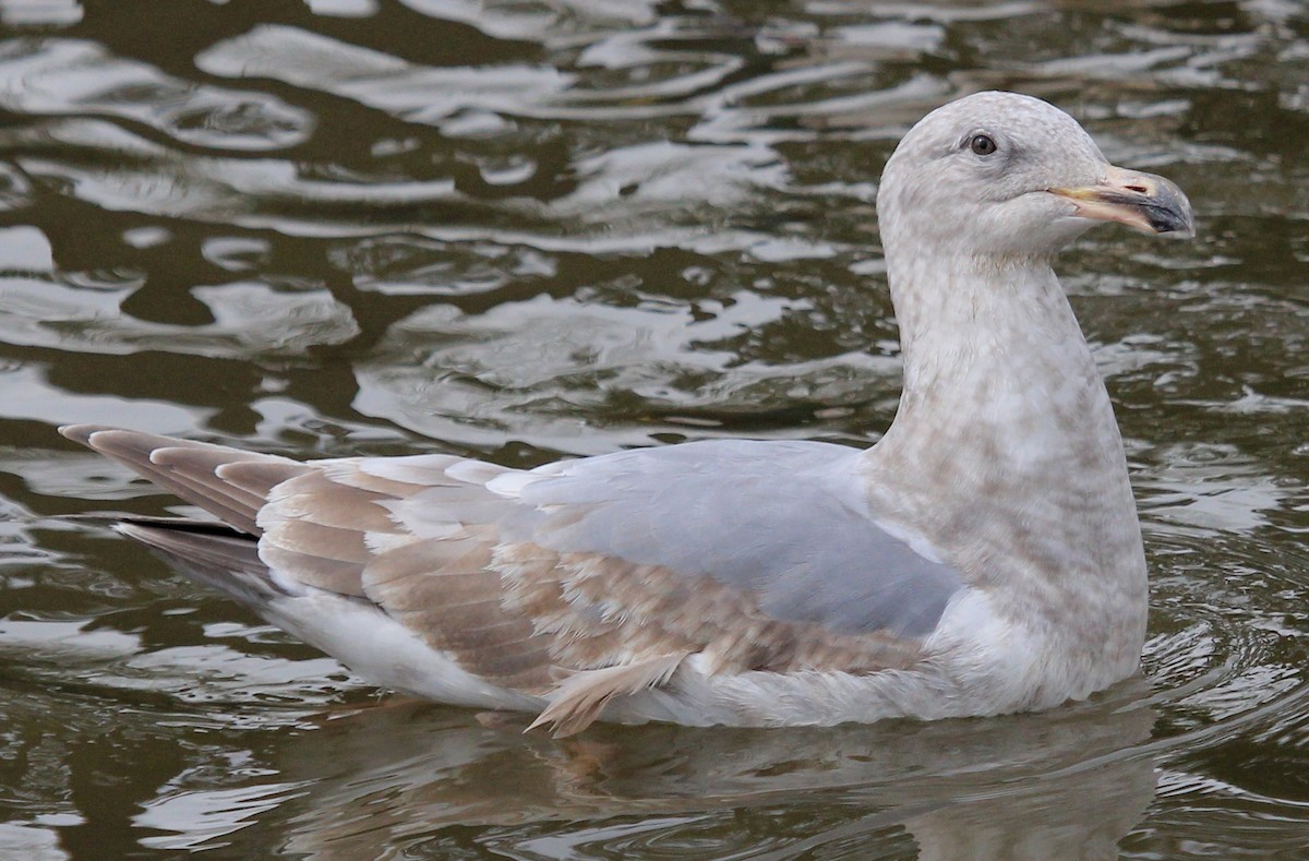 Glaucous-winged Gull - Nels Nelson