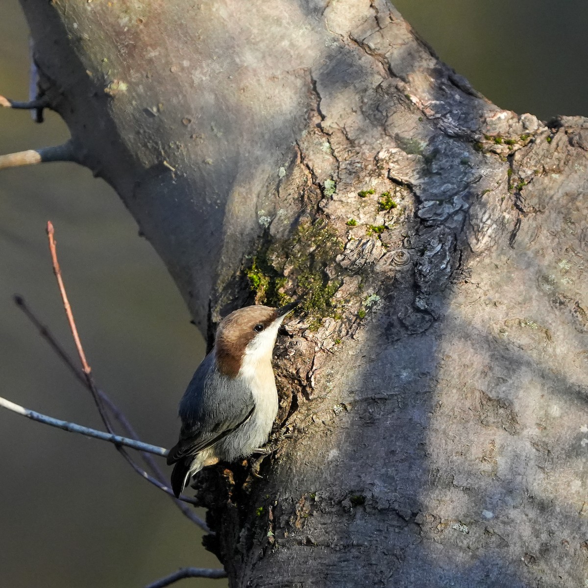 Brown-headed Nuthatch - ML519082531