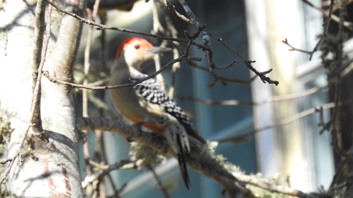 Red-bellied Woodpecker - ML519083471