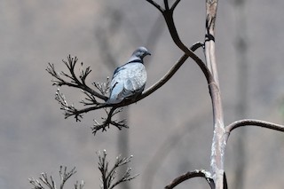 Spot-winged Pigeon, ML519085211