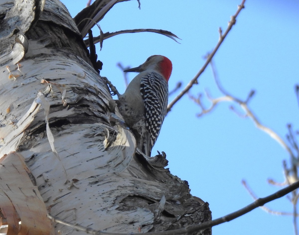 Red-bellied Woodpecker - Glenn Hodgkins