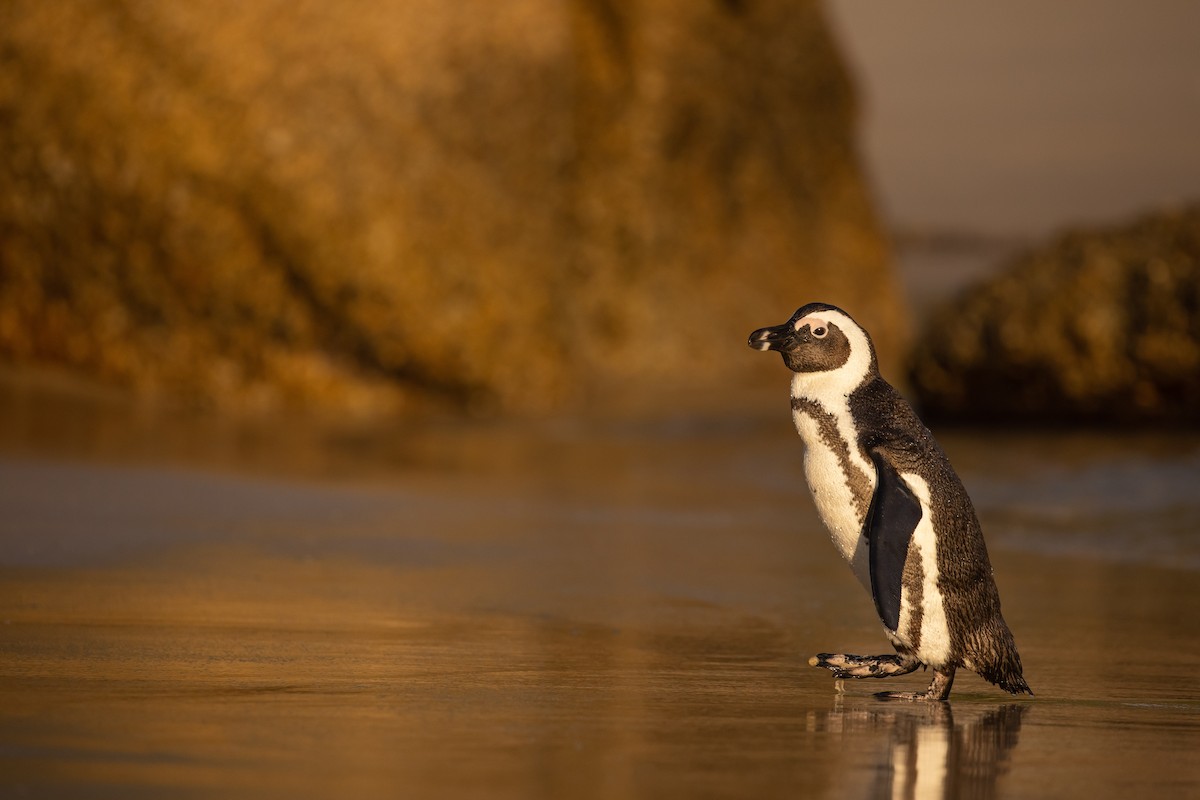 Pingüino de El Cabo - ML519088311