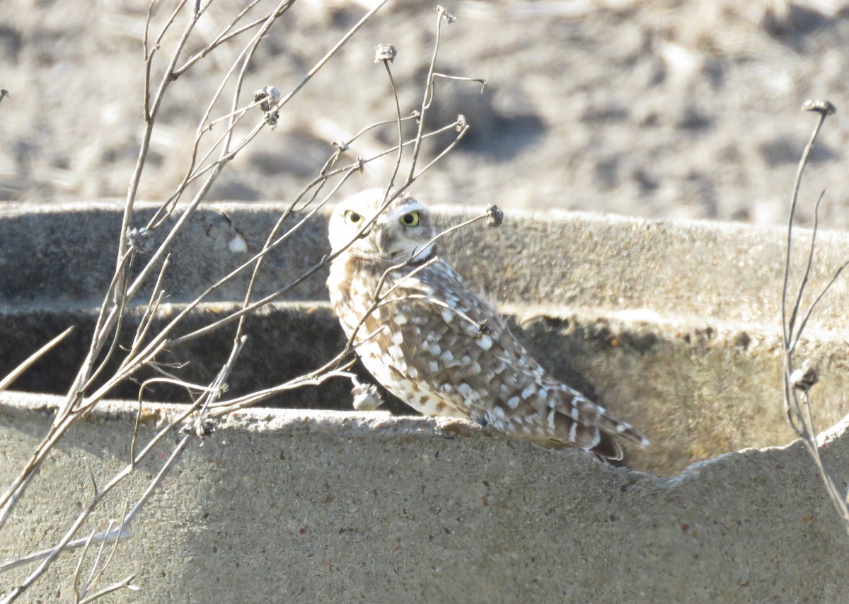 EBird Checklist 1 Jan 2023 26000 25740 Williams Road San Benito   1200