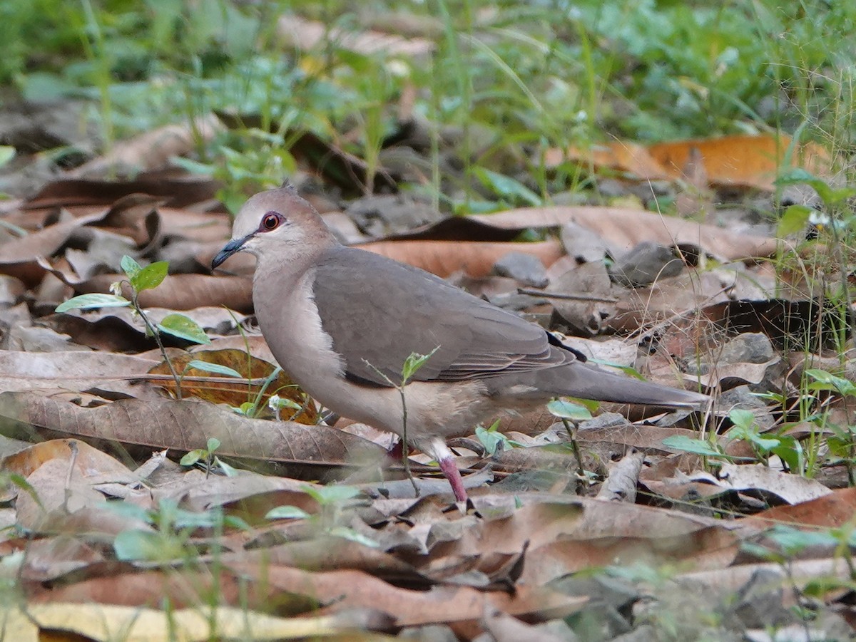 White-tipped Dove (decolor) - ML519093481
