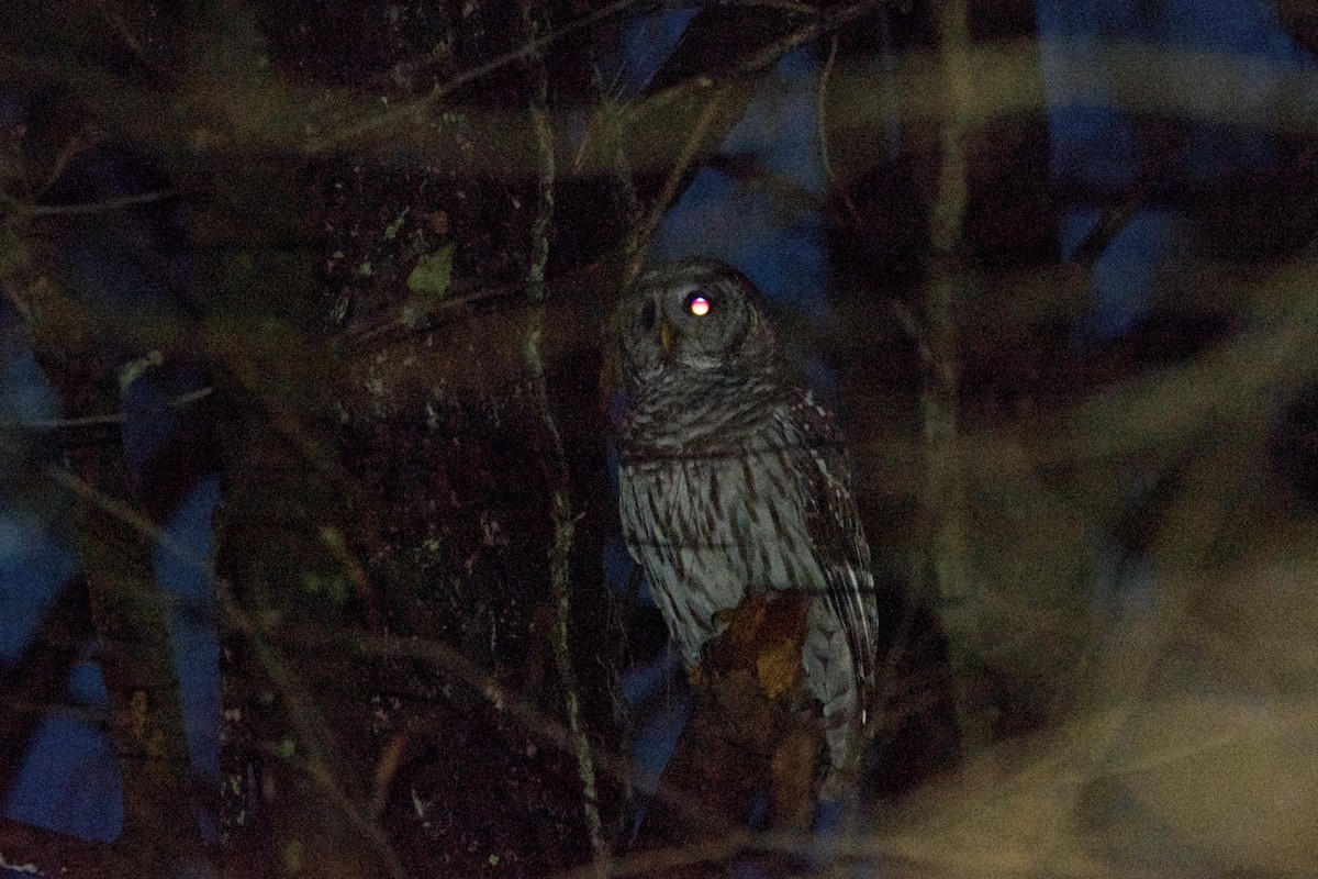 Barred Owl - Roger Shaw