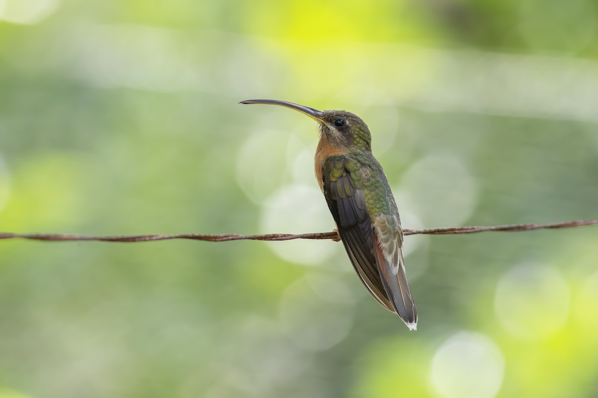 Rufous-breasted Hermit - ML519094791