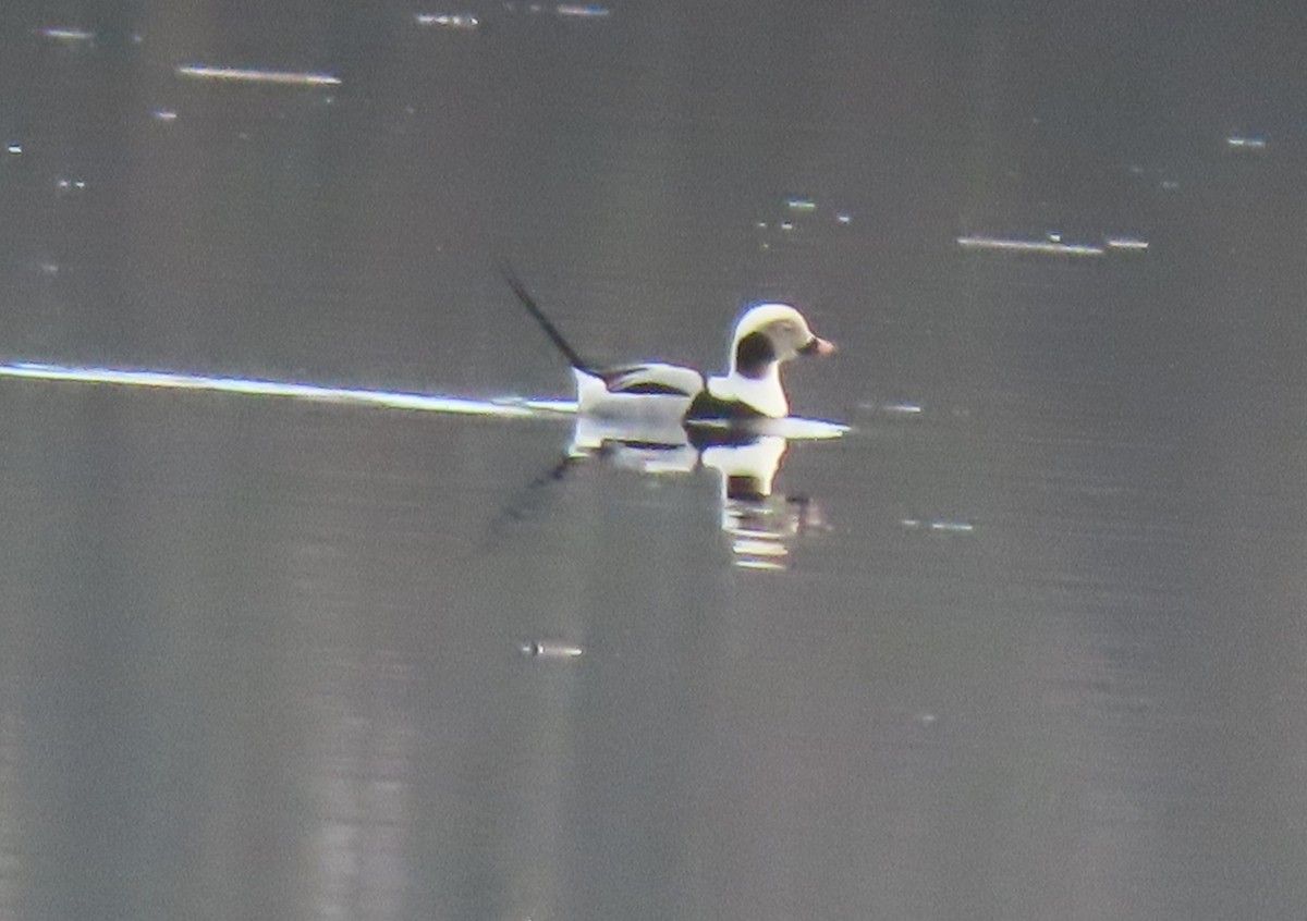 Long-tailed Duck - ML519099631