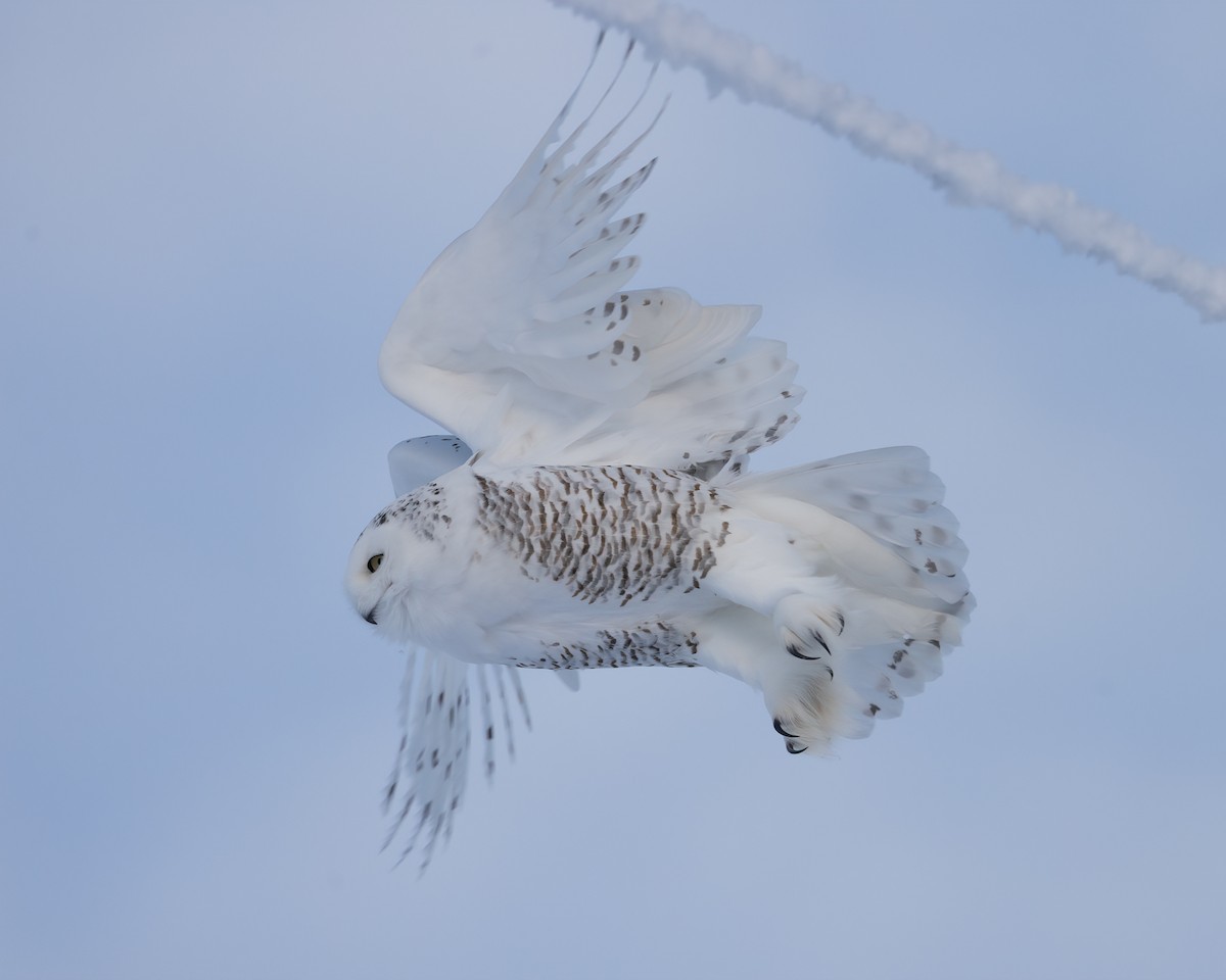 Snowy Owl - ML519101081