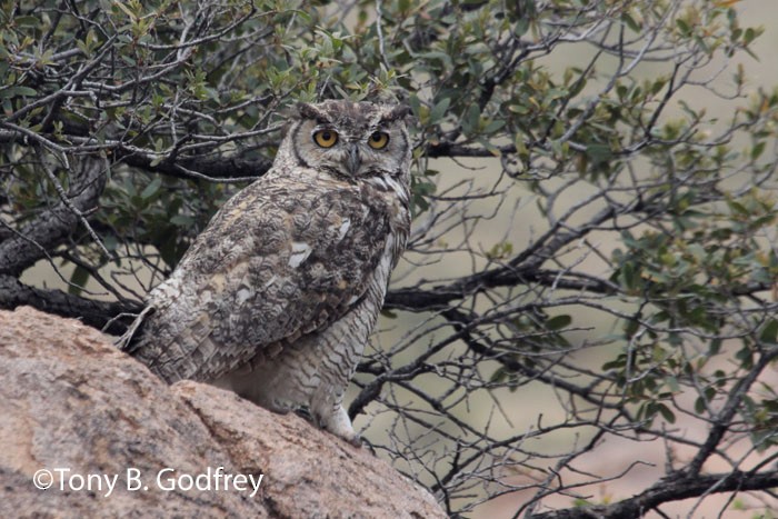 Great Horned Owl - ML51910141