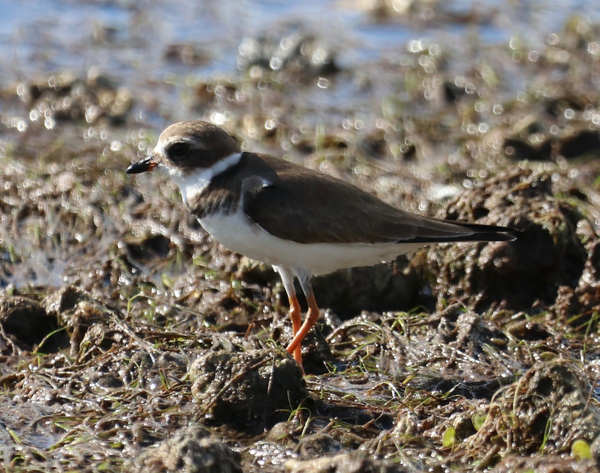 Semipalmated Plover - ML519106011