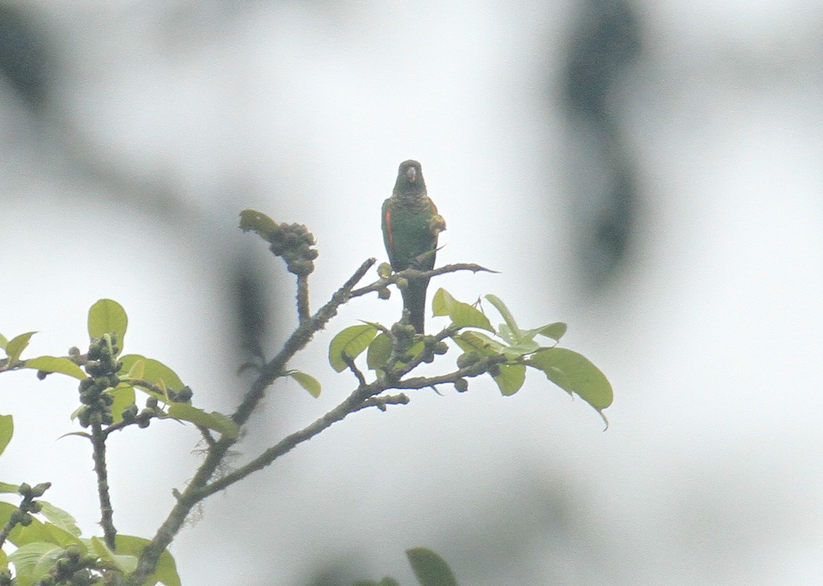 Maroon-tailed Parakeet - ML519110821