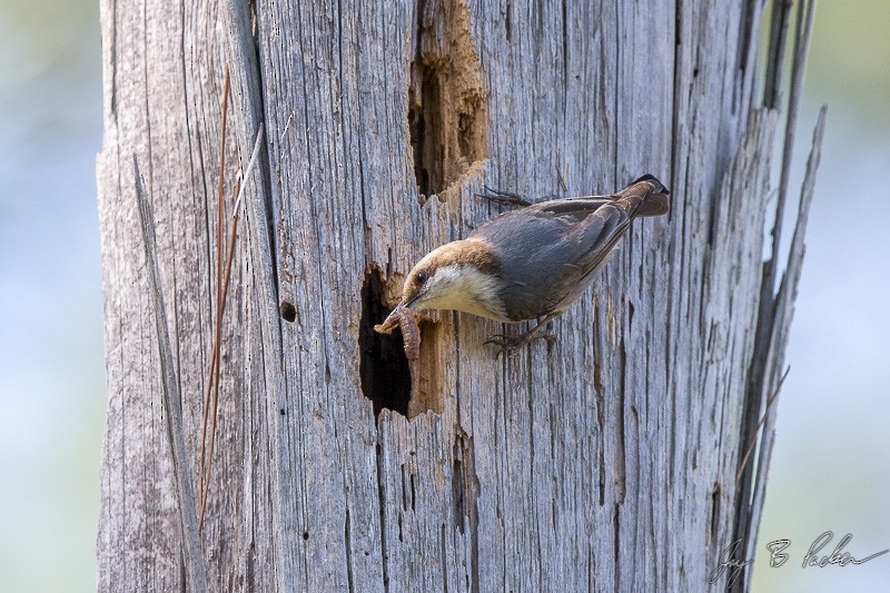 Brown-headed Nuthatch - Jay Packer