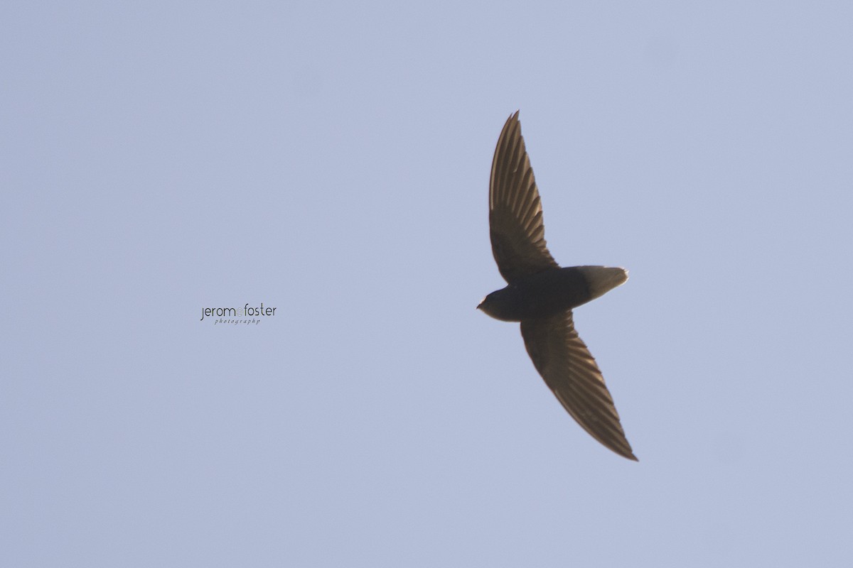 Short-tailed Swift - ML51911171