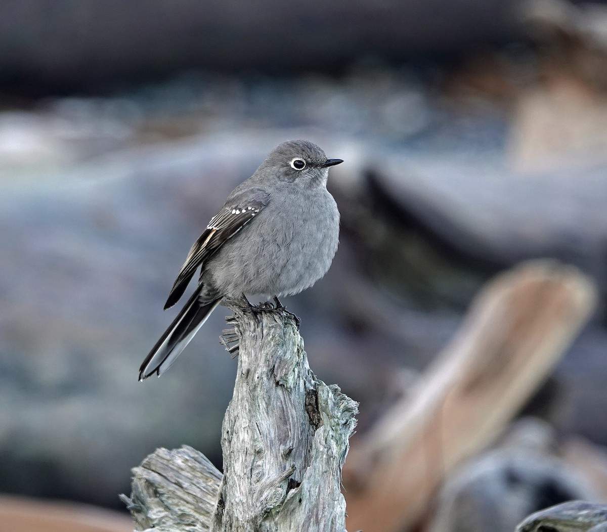Townsend's Solitaire - ML519112571