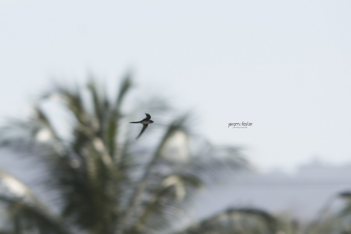 Fork-tailed Palm Swift - Jerome Foster
