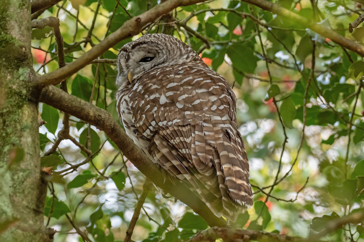 Barred Owl - ML519115711