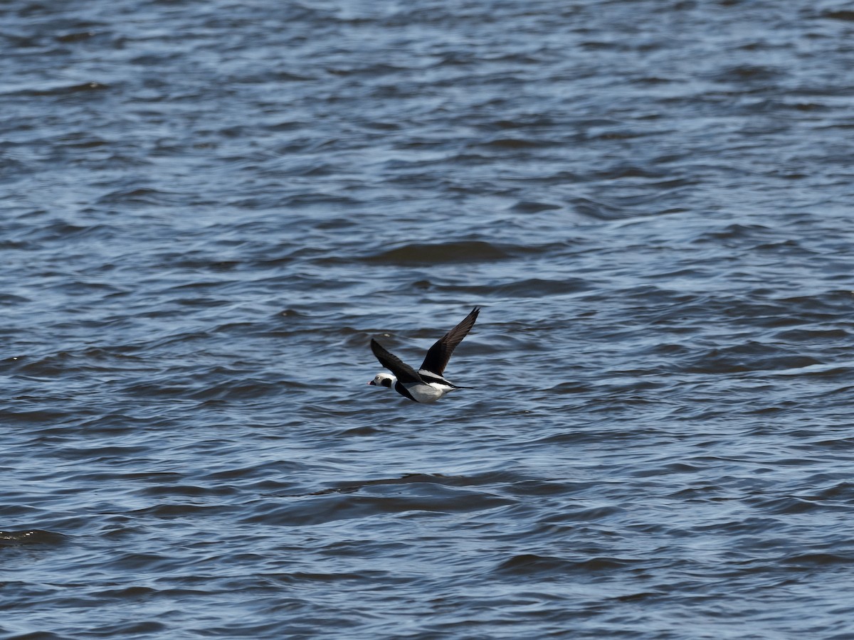 Long-tailed Duck - ML519118211