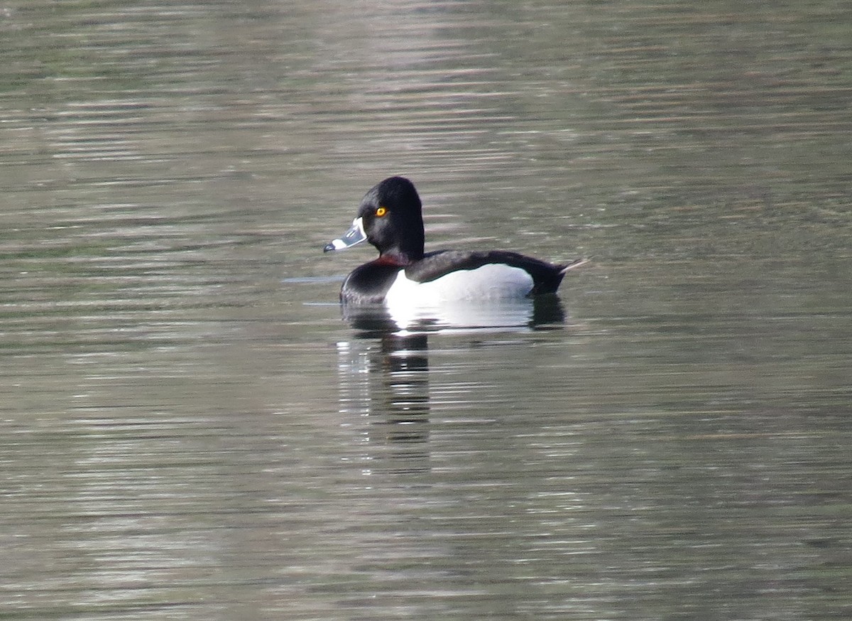 Ring-necked Duck - ML51911851
