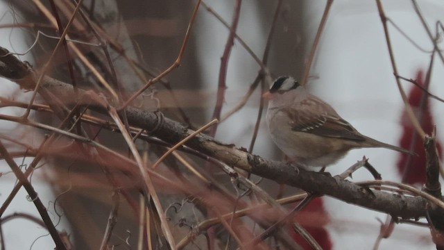 White-crowned Sparrow (leucophrys) - ML519120931