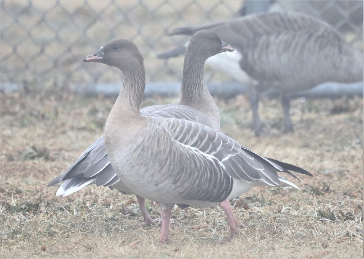 Pink-footed Goose - ML519121331
