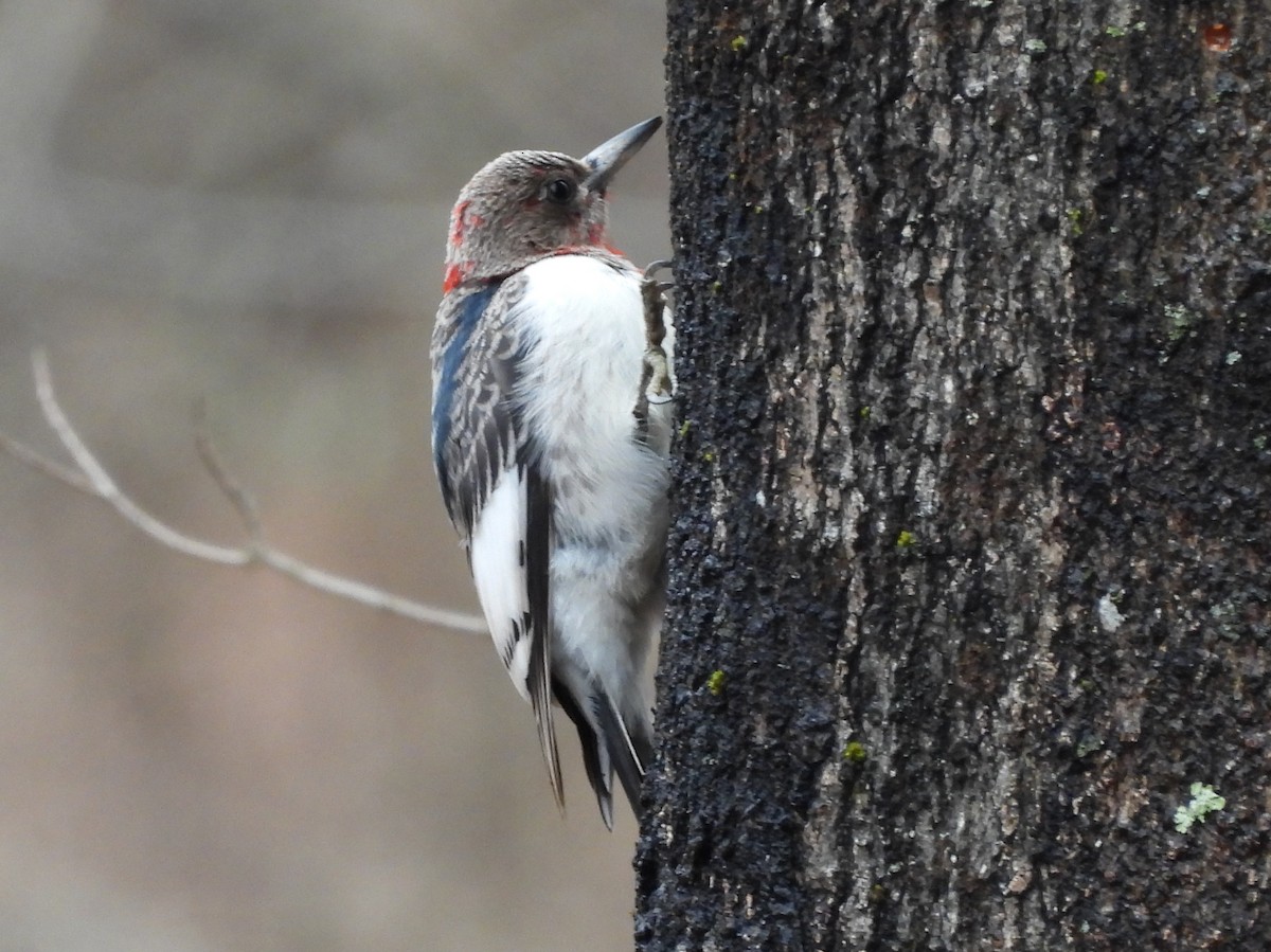Red-headed Woodpecker - ML519135211