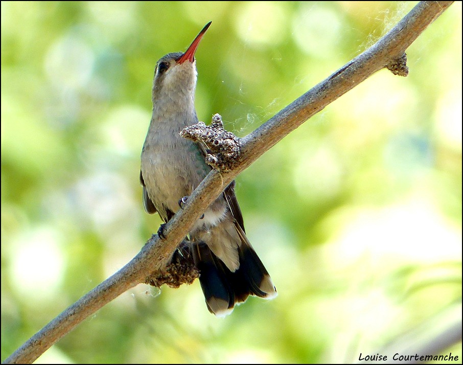 Broad-billed Hummingbird - ML51913851