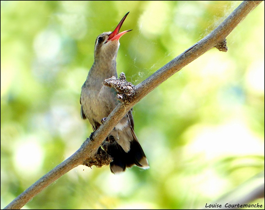 Broad-billed Hummingbird - Louise Courtemanche 🦅