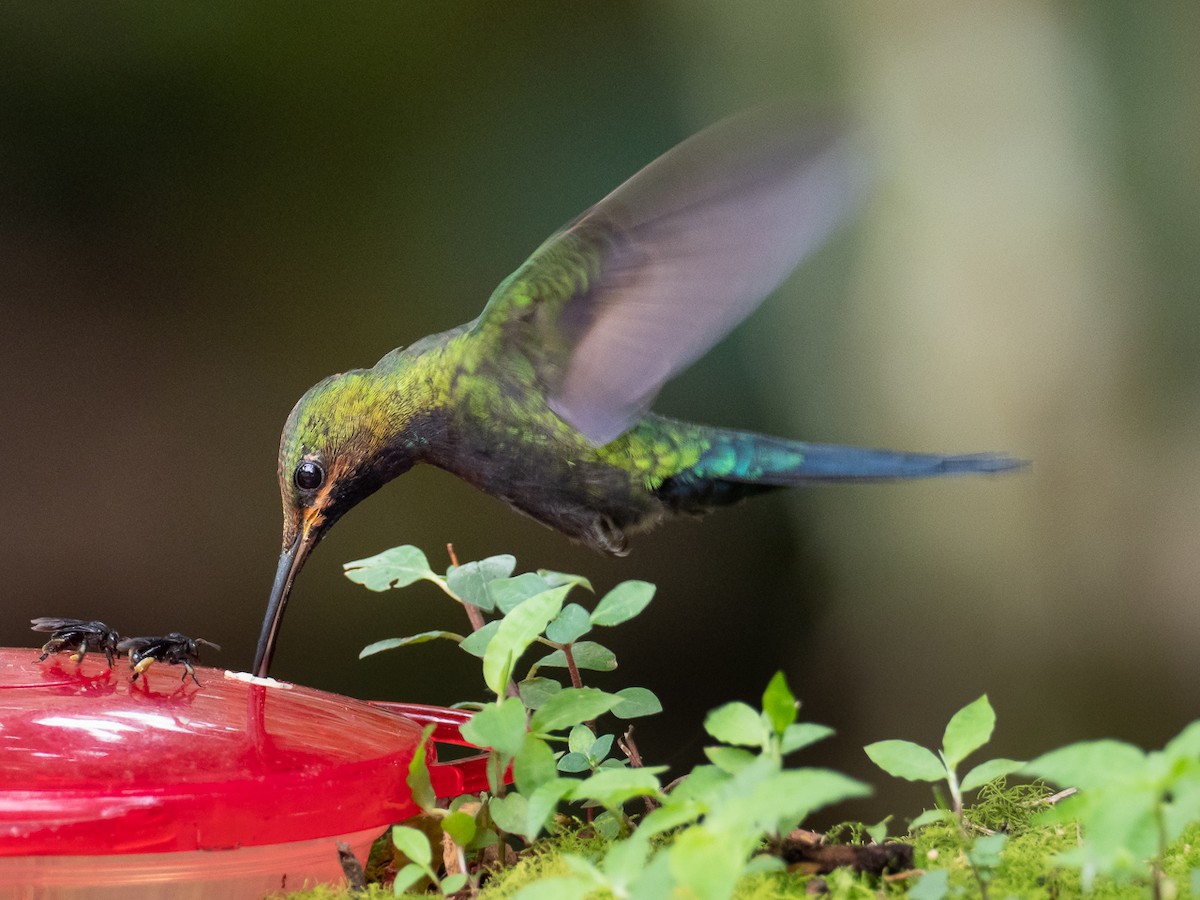 kolibřík zelenoprsý - ML519138741