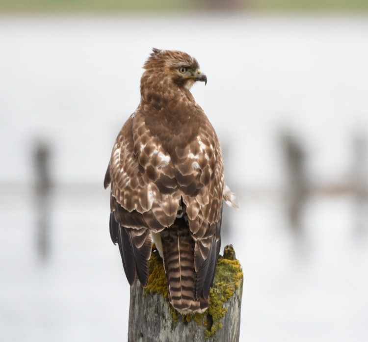 Red-tailed Hawk - ML51914351