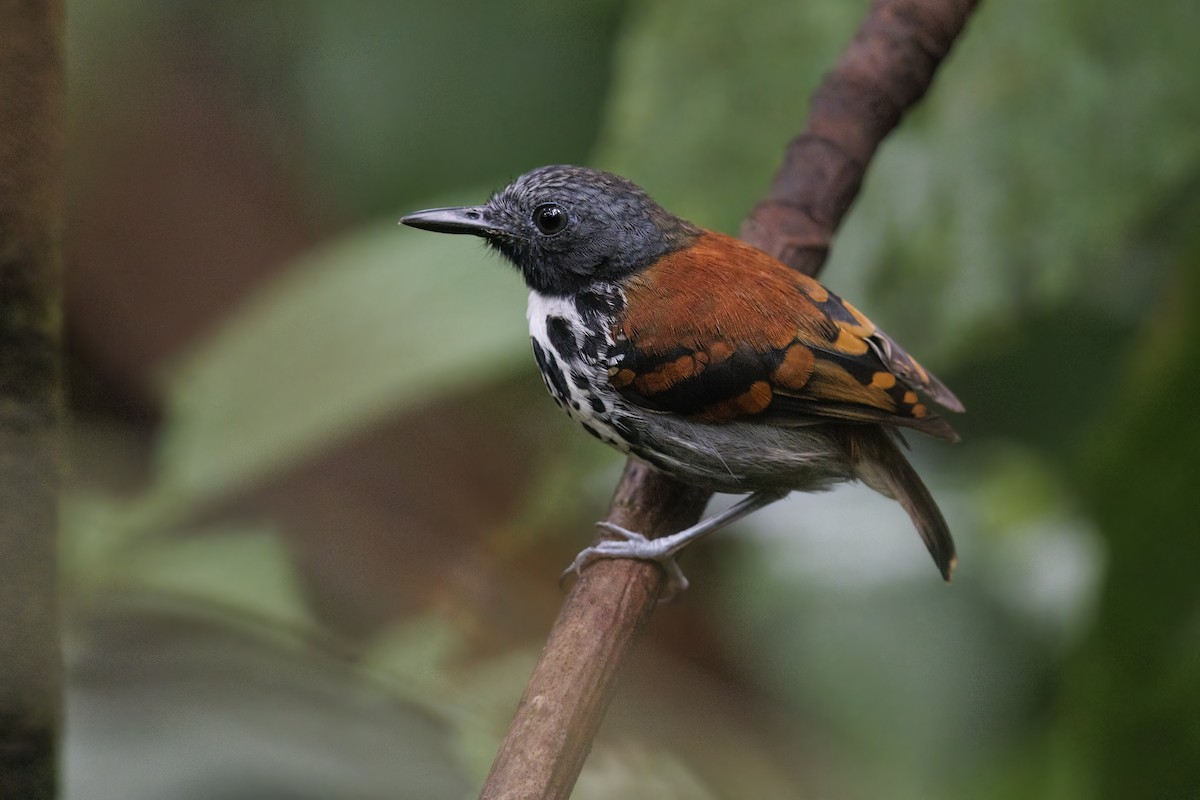 Spotted Antbird - Marco Valentini