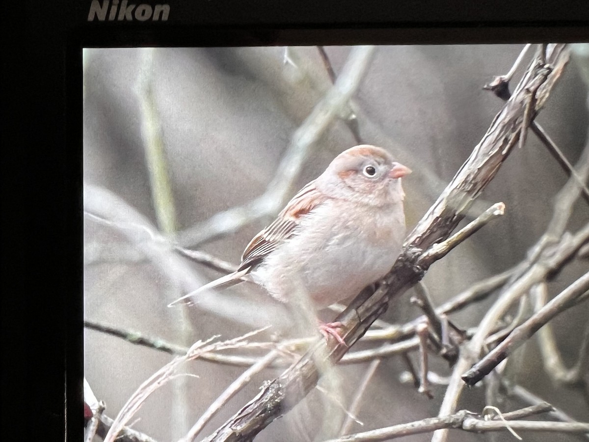Field Sparrow - ML519145181