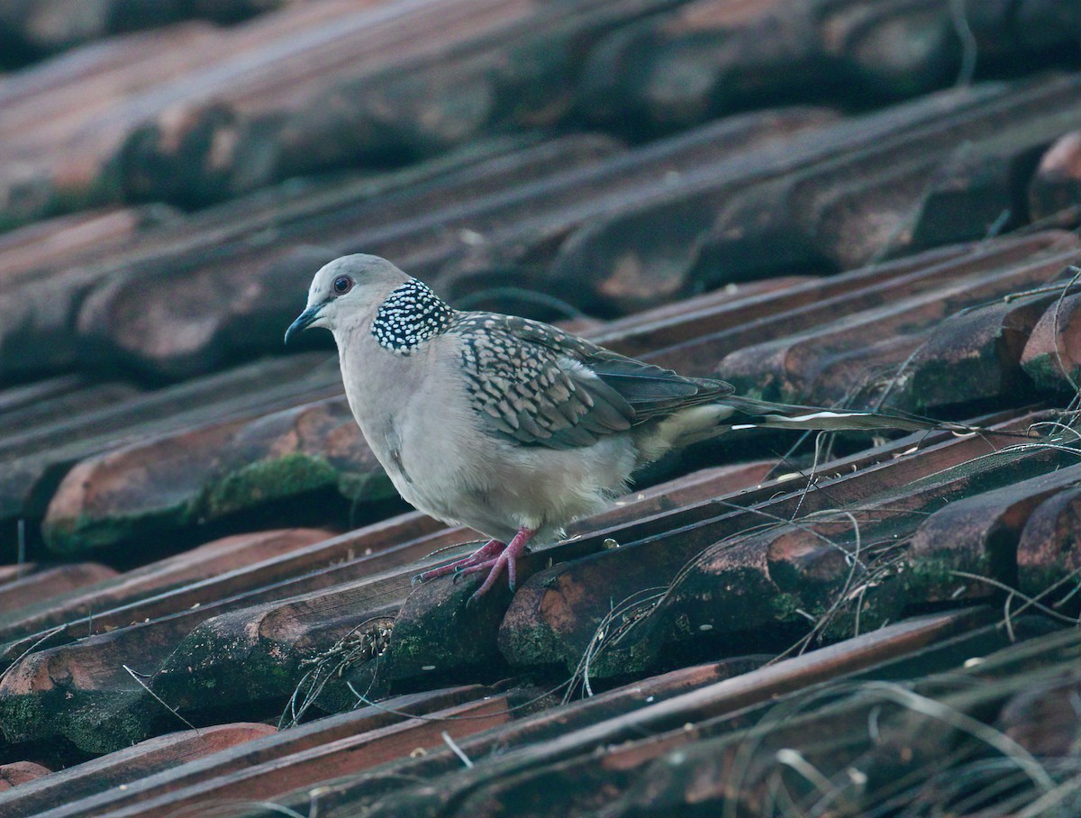 Spotted Dove (Western) - ML519152081