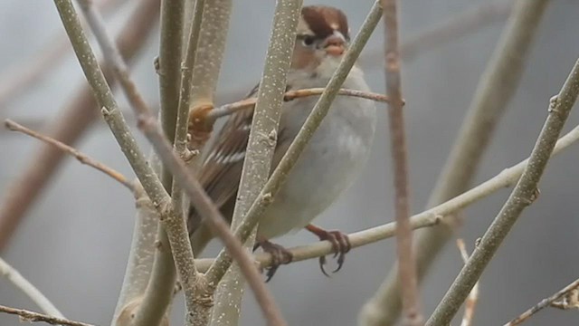 White-crowned Sparrow - ML519153461