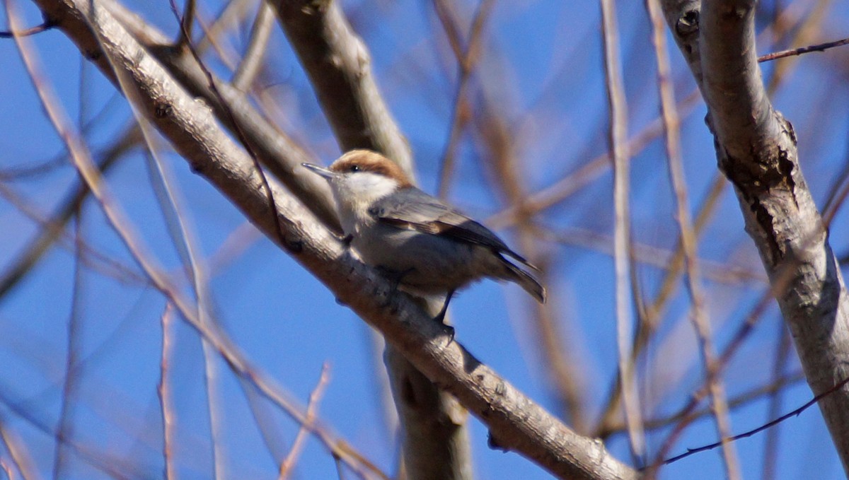 Brown-headed Nuthatch - ML519154391