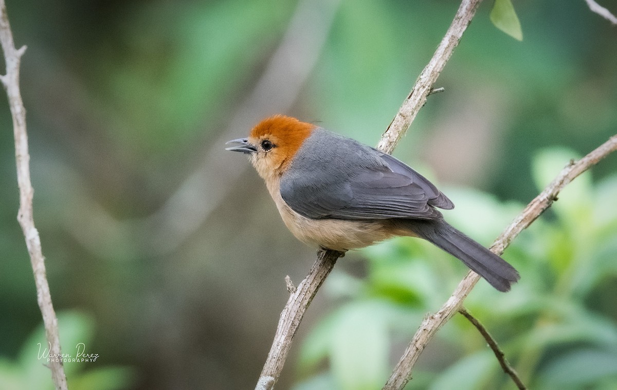Buff-bellied Tanager - ML519157081