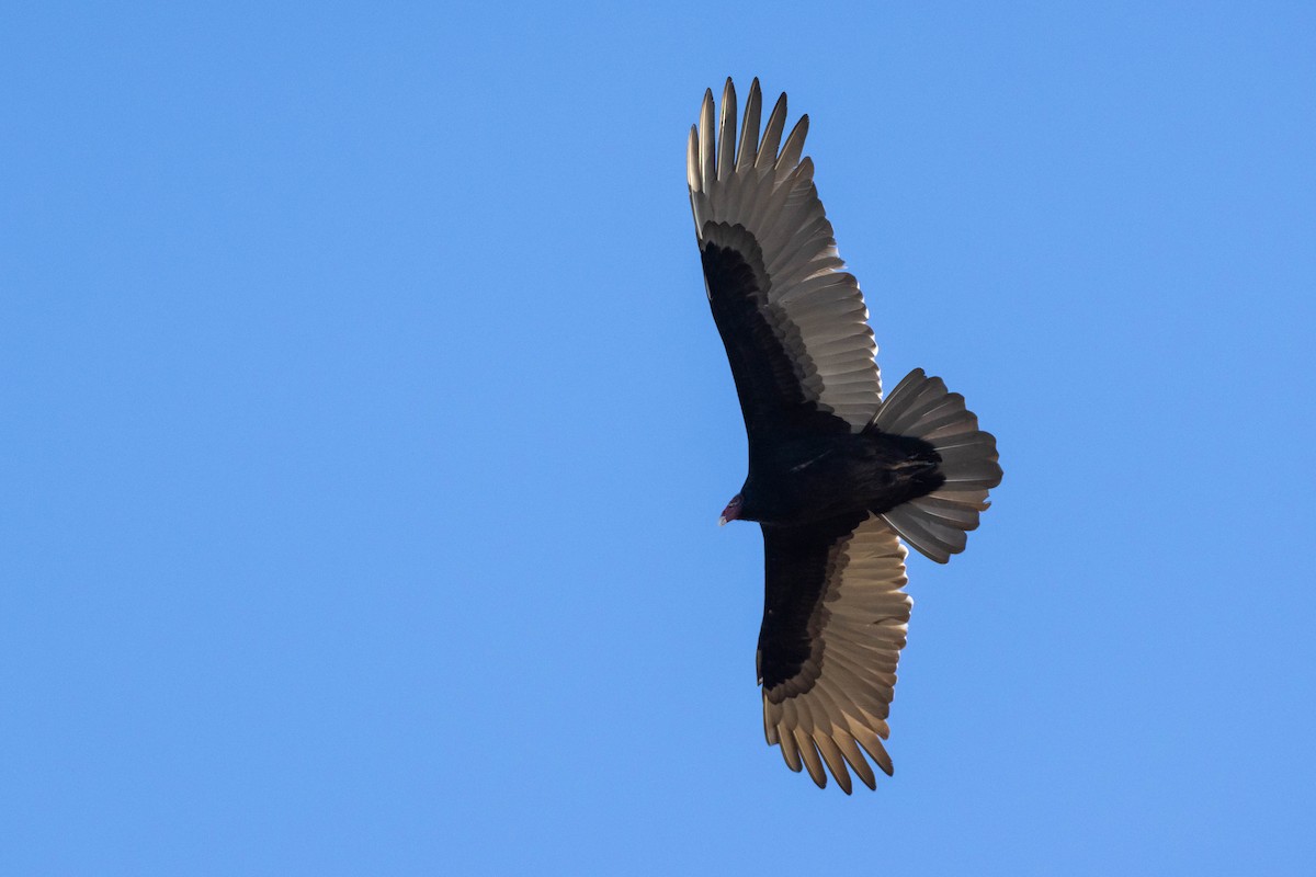 Turkey Vulture - ML519160161