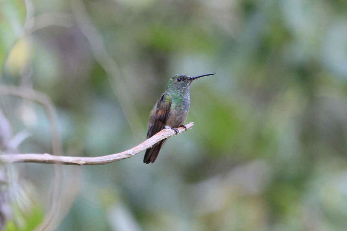 Berylline Hummingbird - Steve Heinl