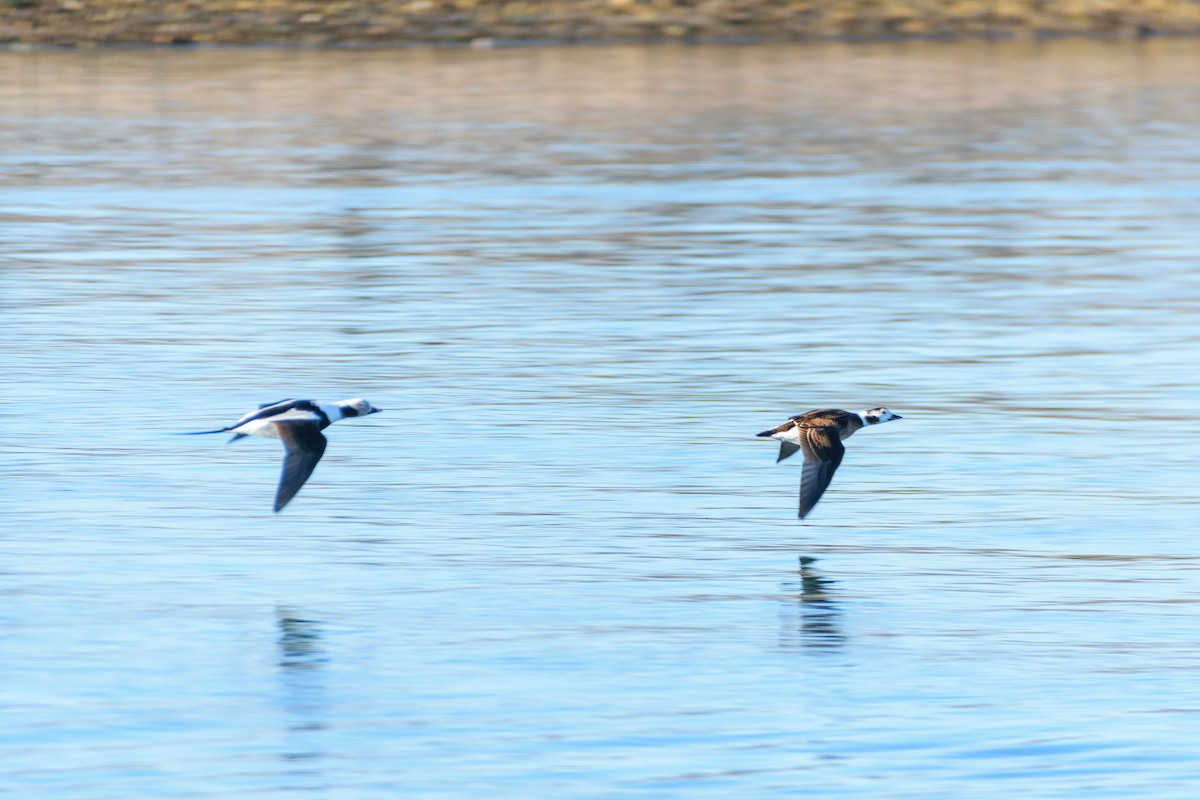 Long-tailed Duck - ML519166171