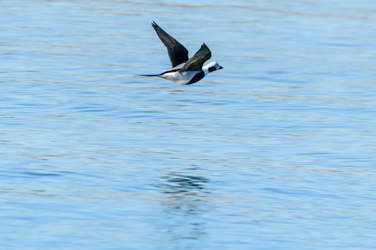 Long-tailed Duck - ML519166221