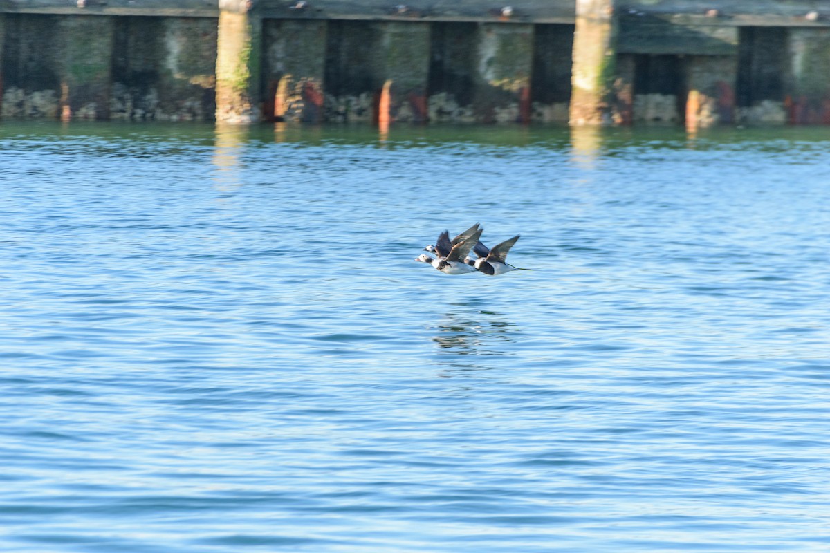 Long-tailed Duck - ML519168501