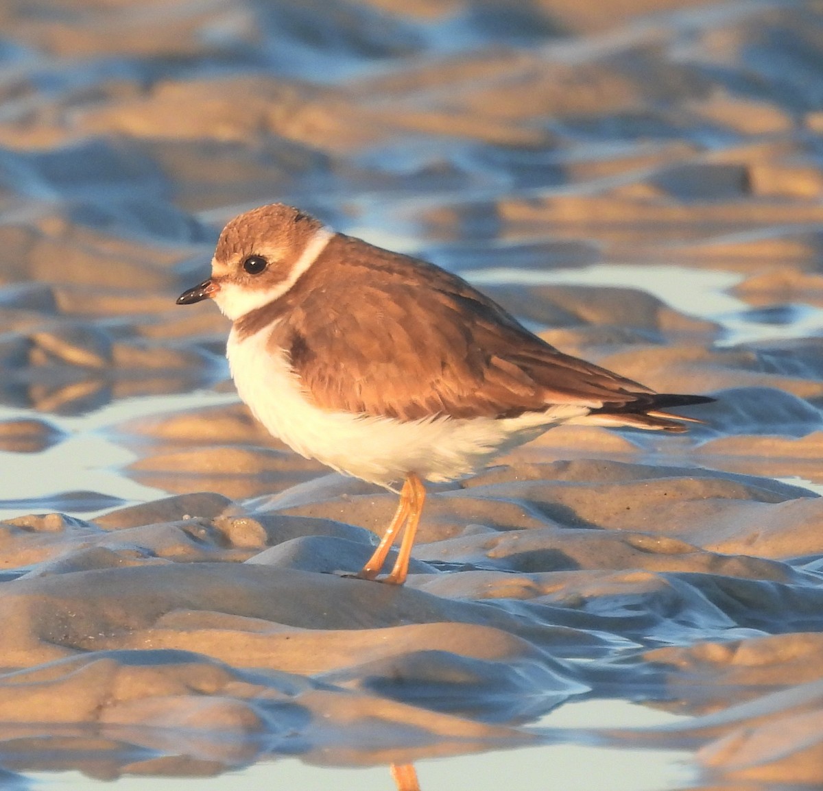 Semipalmated Plover - ML519169211
