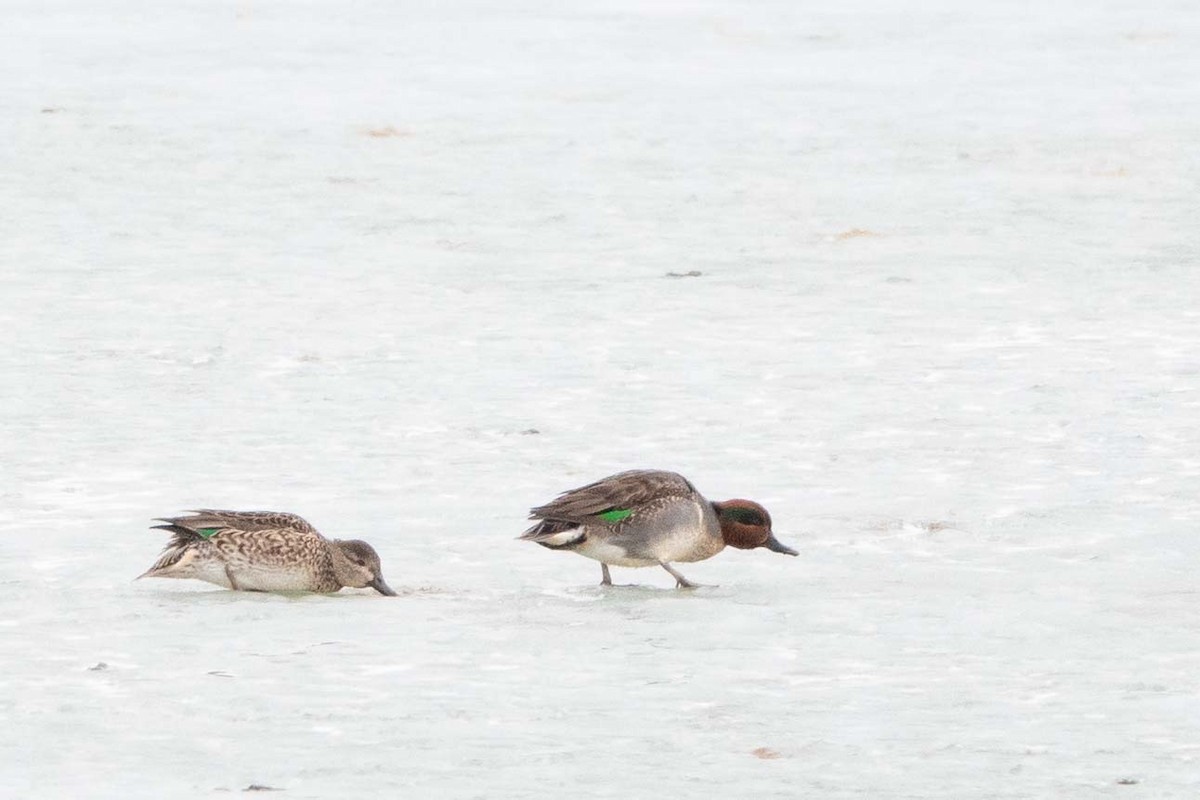 Green-winged Teal - ML519172761