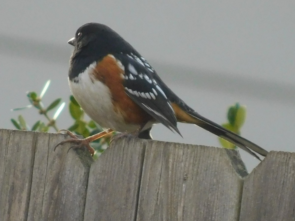 Spotted Towhee - ML519173961