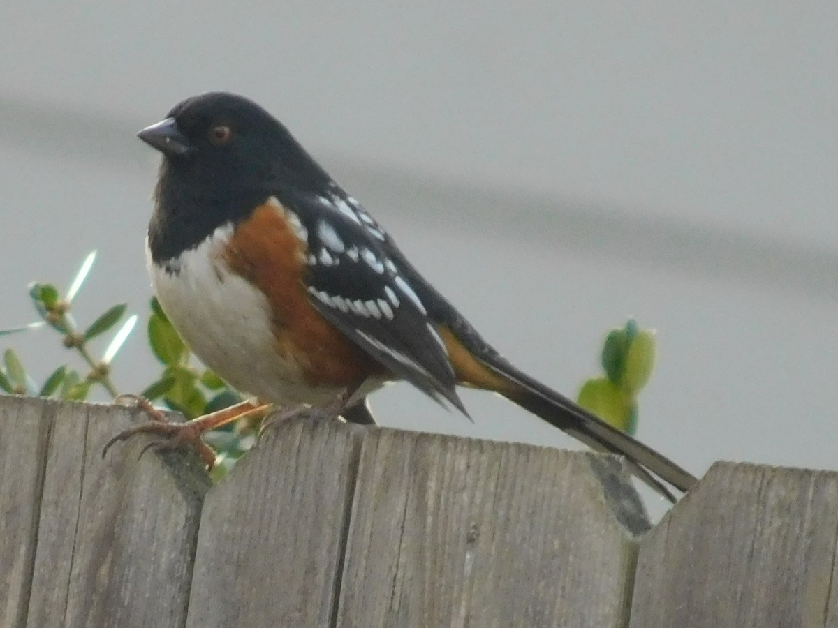 Spotted Towhee - ML519173971